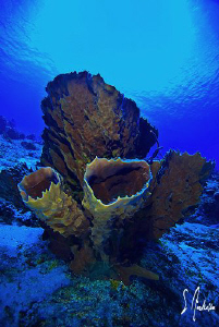 This image of a Branching Vase Sponge was taken the other... by Steven Anderson 